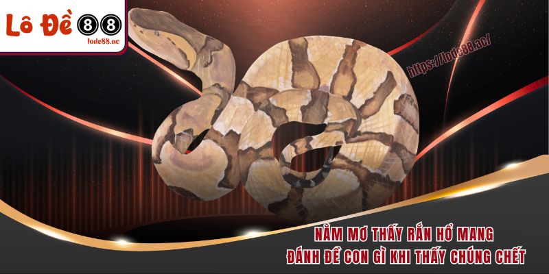 Nằm mơ thấy rắn hổ mang đánh đề con gì khi thấy chúng chết